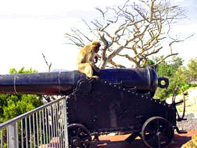 Berberaffe von Gibraltar